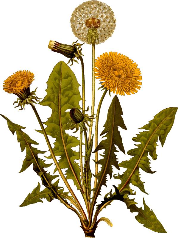 Common dandelion (detailed)