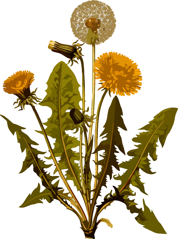Common dandelion (low resolution)