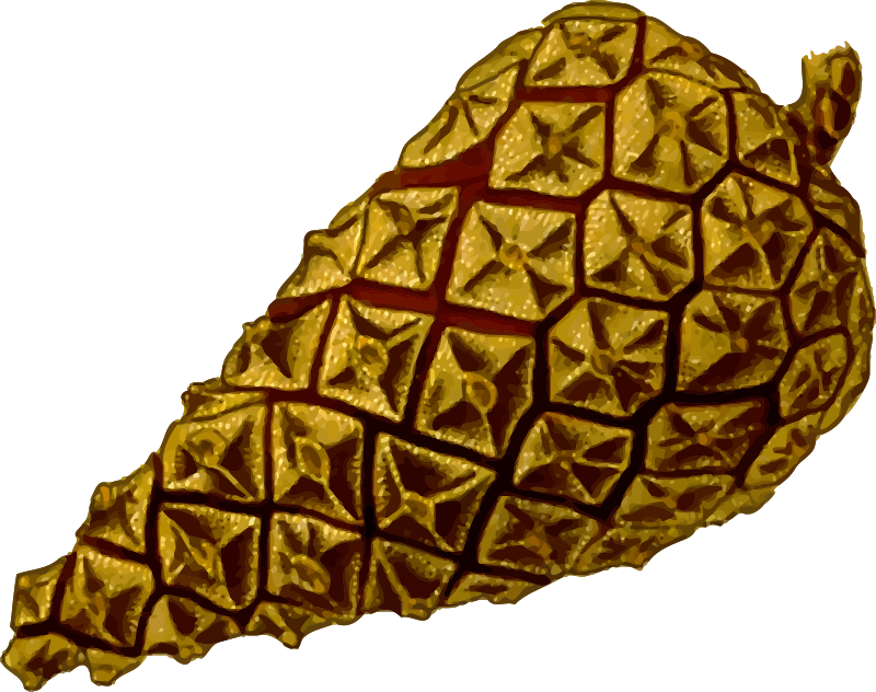 Pine cone 2 (detailed)