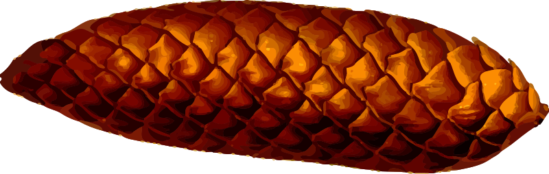 Pine cone (detailed)