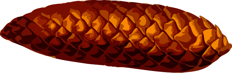 Pine cone (low resolution)