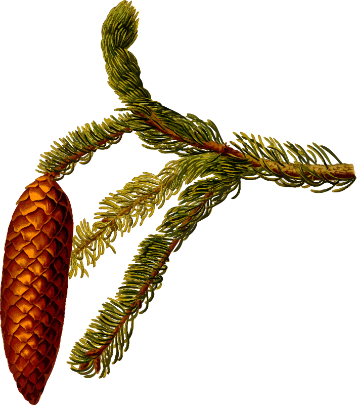 Common spruce (detailed)