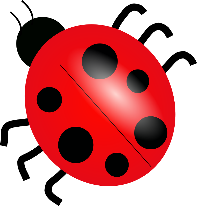 ladybug