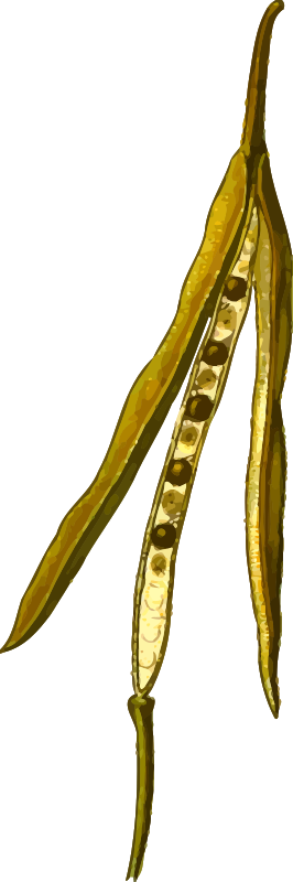 Rapeseed pod (detailed)