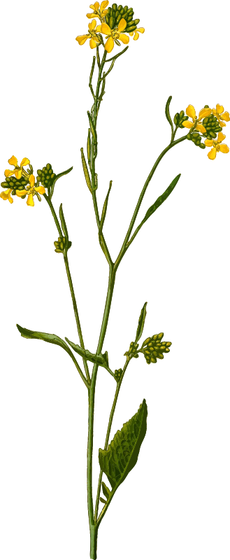 Black mustard (detailed)