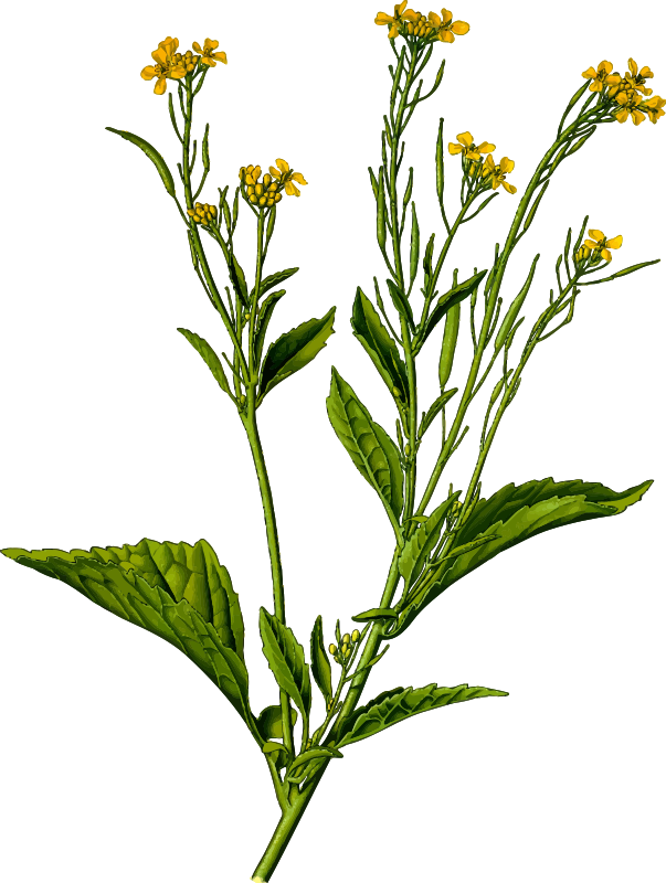 Mustard greens (detailed)