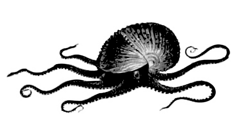 Victorian illustration of a Paper Nautilus