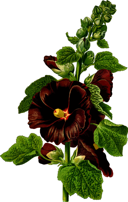 Hollyhock (detailed)