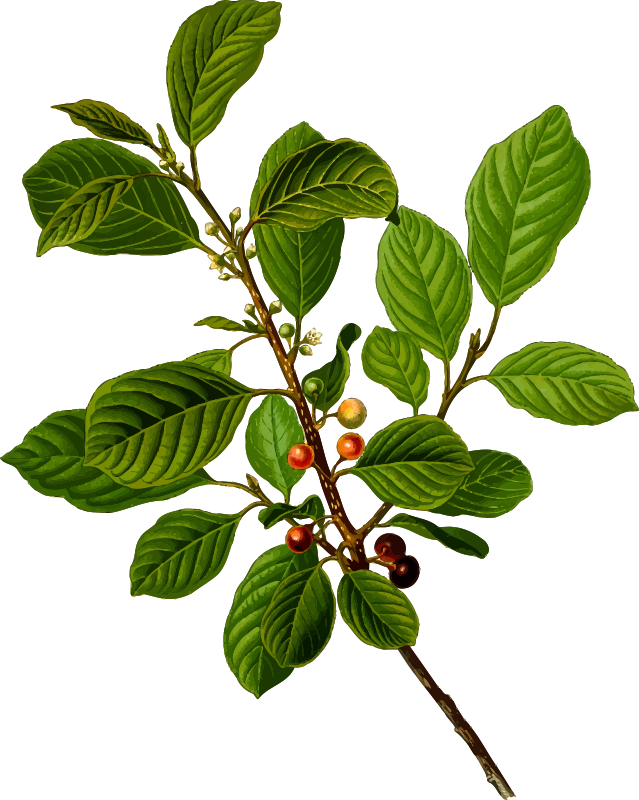 Alder buckthorn (detailed)