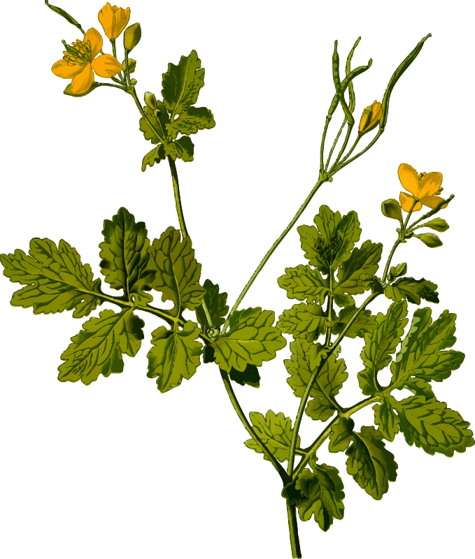 Greater celandine (detailed)