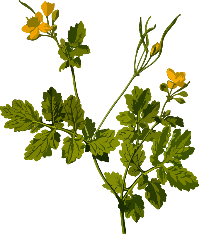 Greater celandine (low resolution)