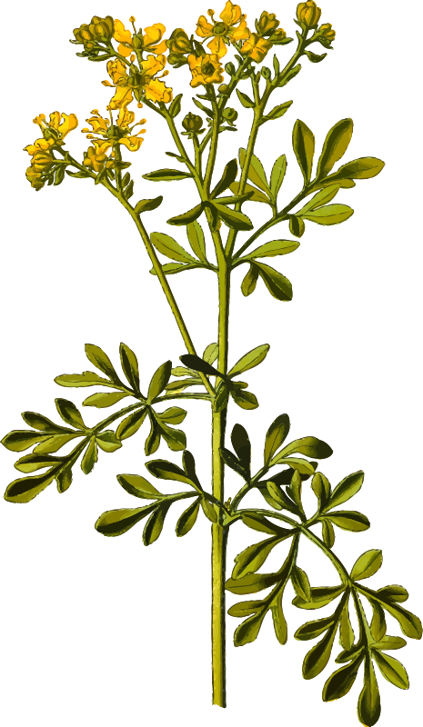 Common rue (detailed)