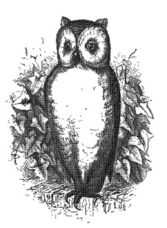 Owl two