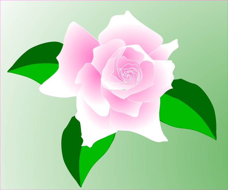 pink rose