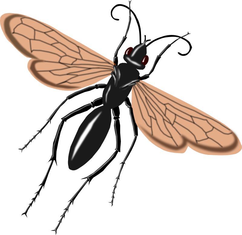 tarantual hawk wasp