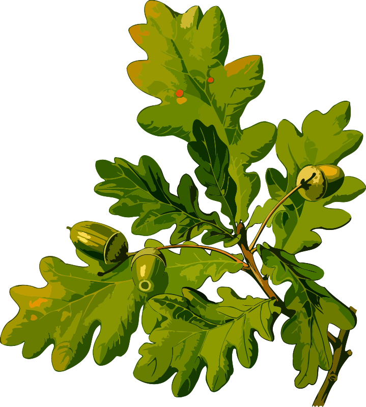 English oak (low resolution)