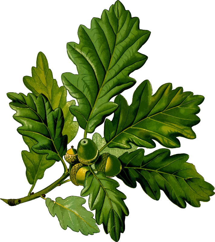 Sessile oak (detailed)