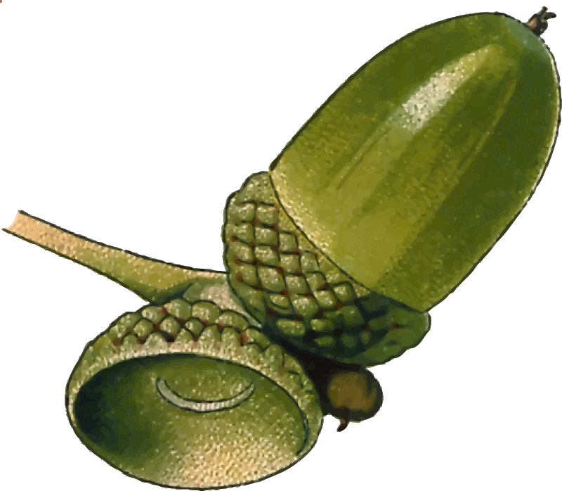 Acorn 3 (detailed)