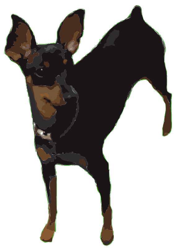 Pepper, MinPin, MiniaturePinscher, dog, king of toys,