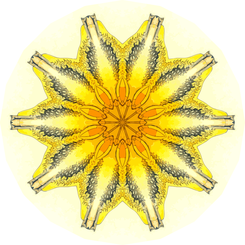 Acanthometra 9