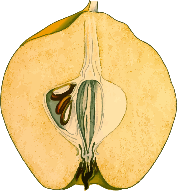 Half-quince (detailed)