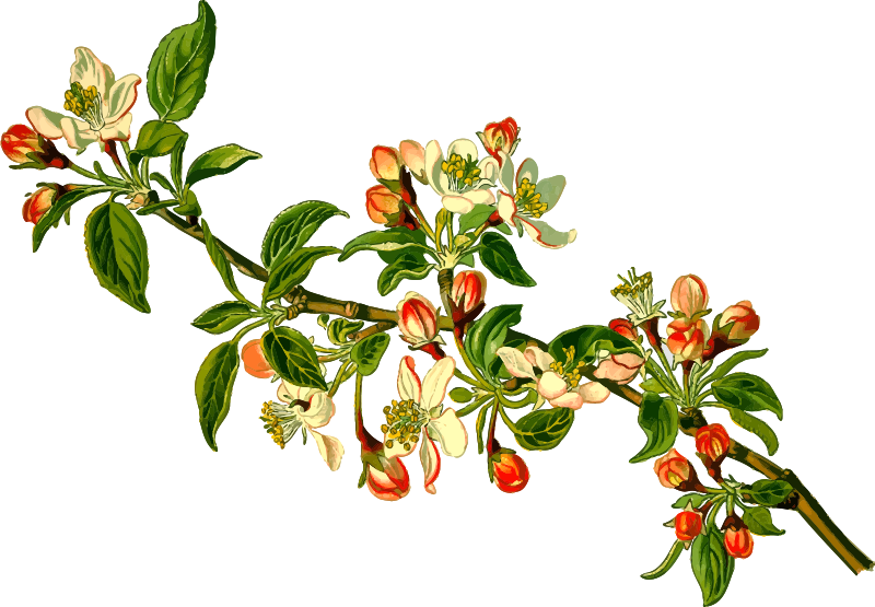 Apple tree (detailed)