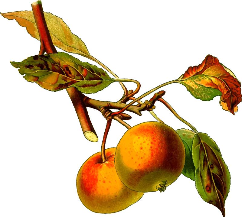 Apple tree 2 (detailed)