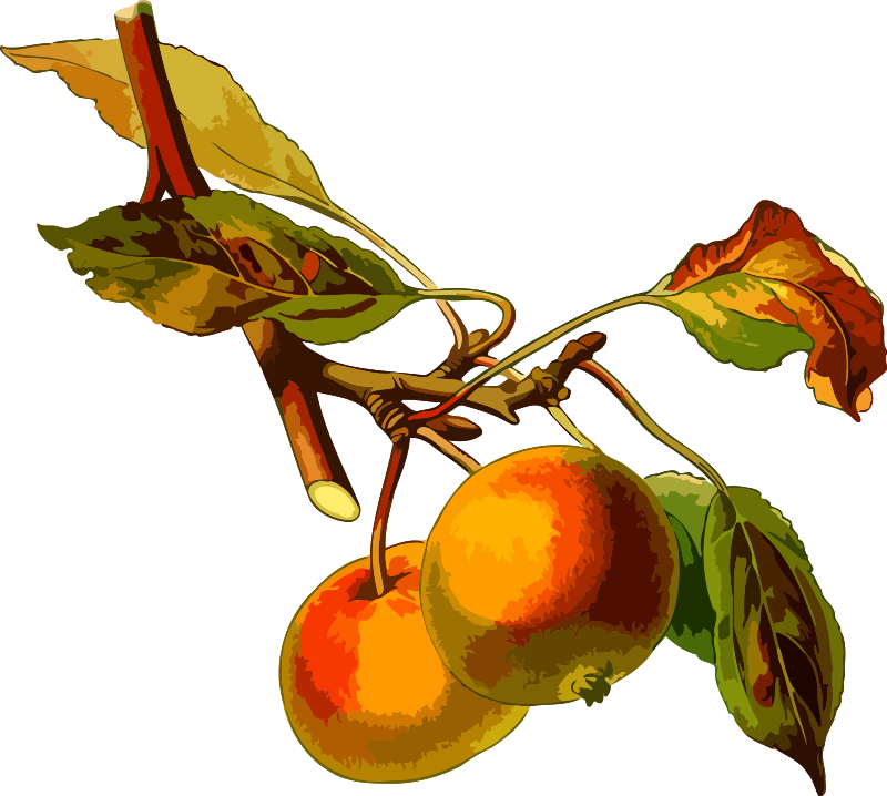 Apple tree 2 (low resolution)