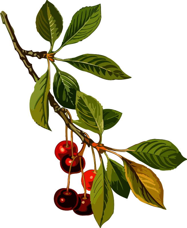 Sour cherry tree 2 (low resolution)