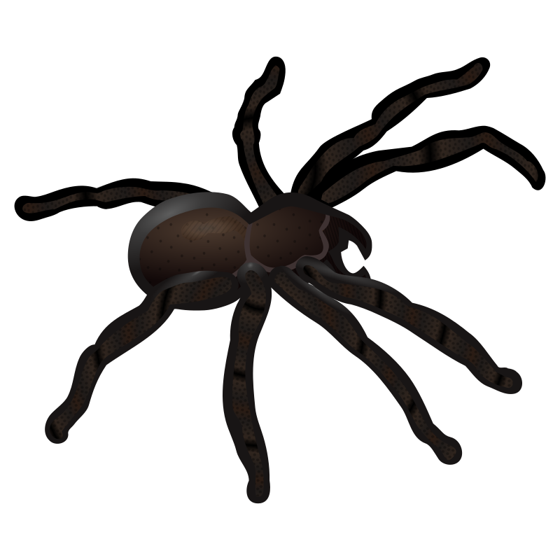 spider - coloured