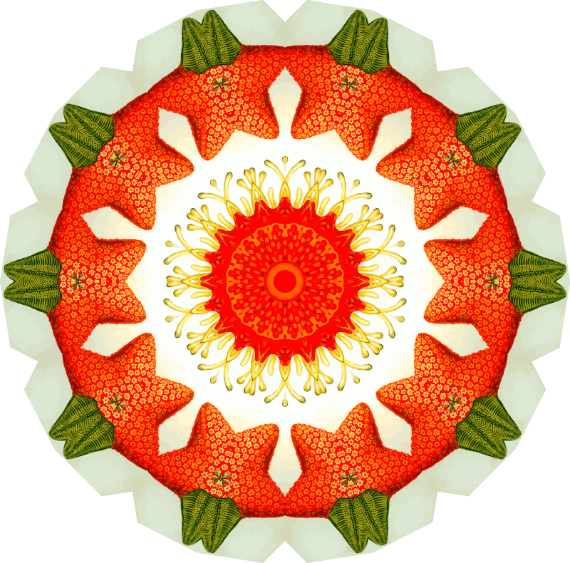 Asteridea 18