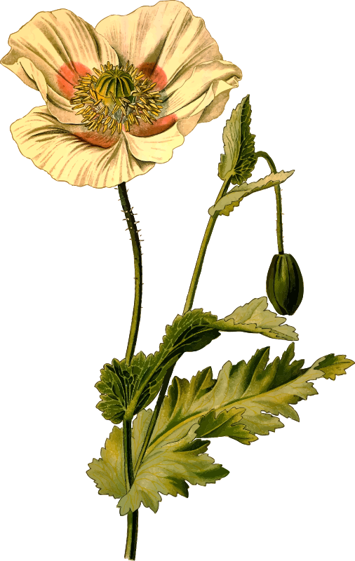 Opium poppy (detailed) - Openclipart