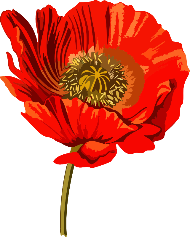 Opium poppy 2 (low resolution)