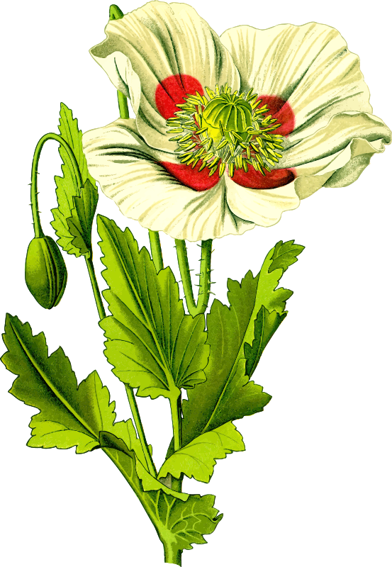 Opium poppy 3 (detailed) - Openclipart