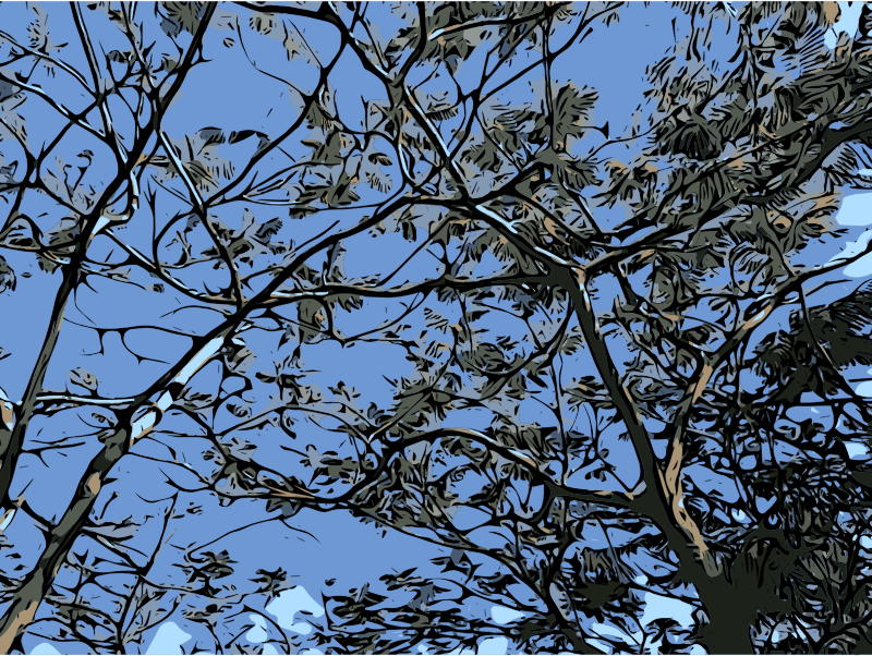 Trees and blue sky