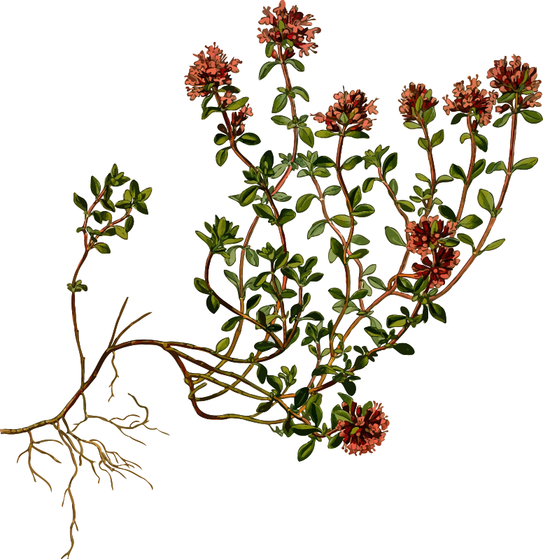 Wild thyme (detailed)