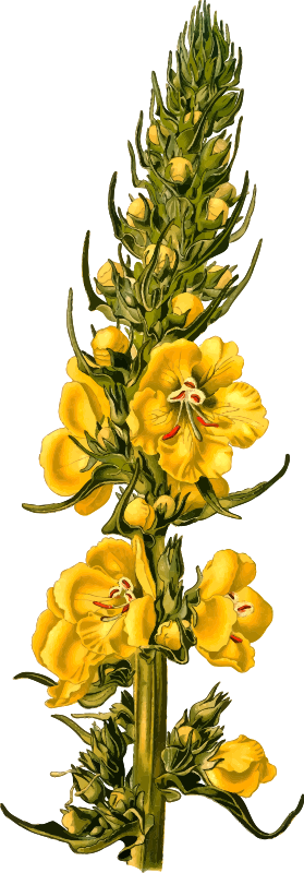 Orange mullein (detailed)