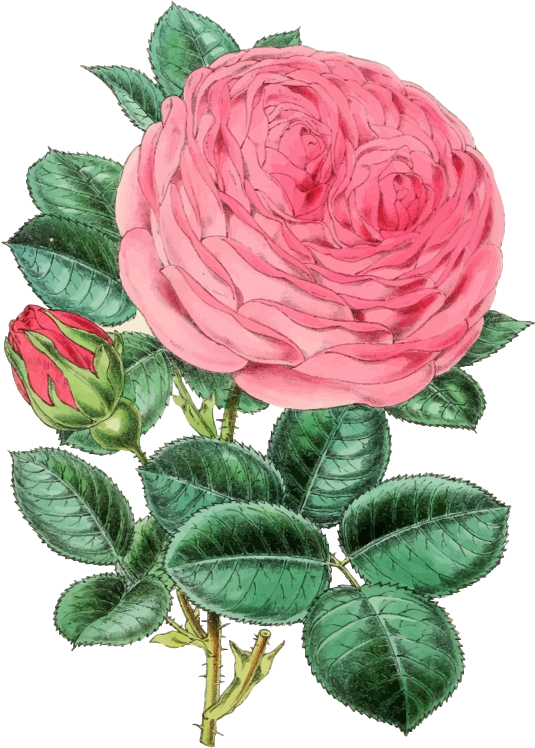 Vintage Rose Illustration 2