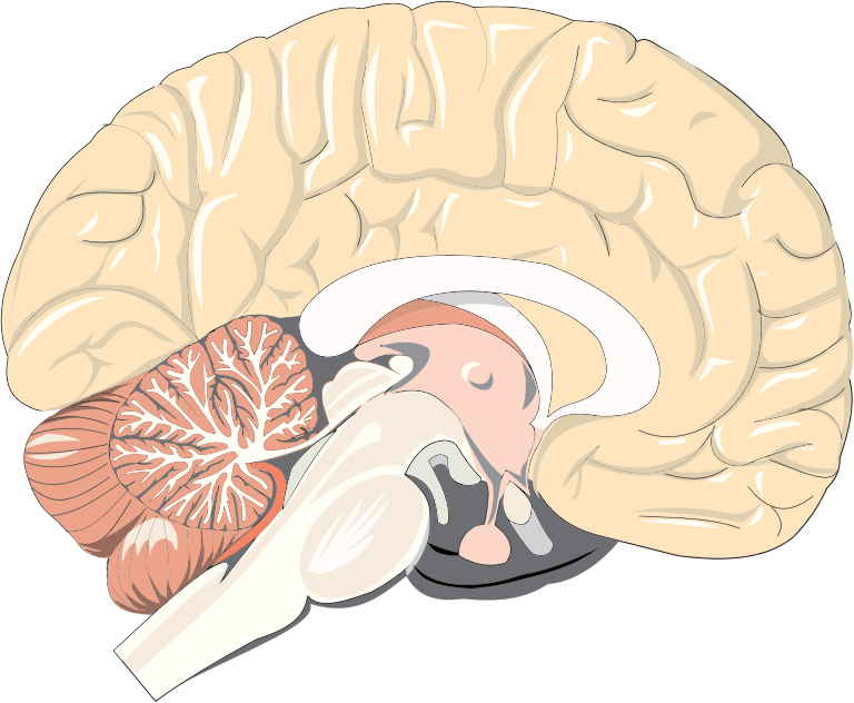 Realistic Brain Cross Section