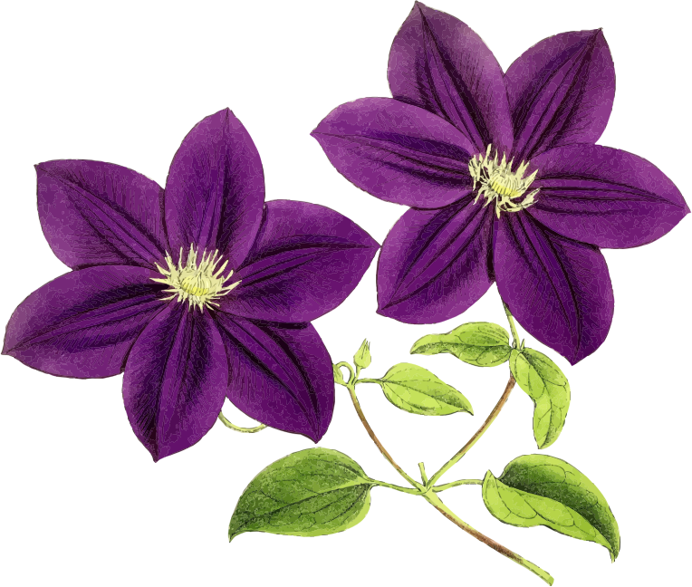 Purple Flowers