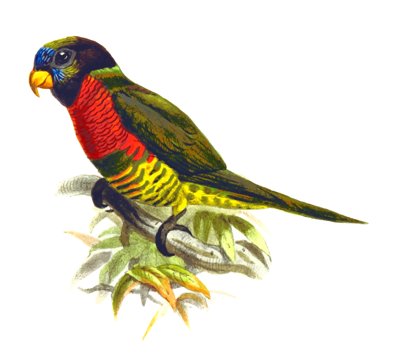 Coconut lorikeet