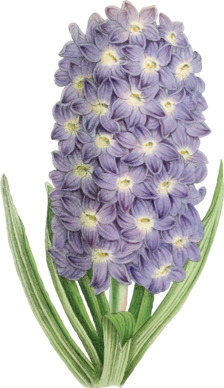 Flower Illustration