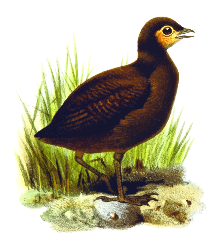 Melanesian scrubfowl