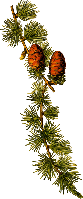 European larch 2 (detailed)