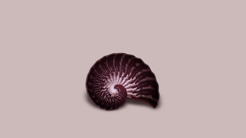 arrows ammonite 2