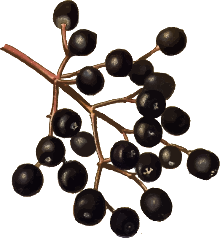 Elderberries