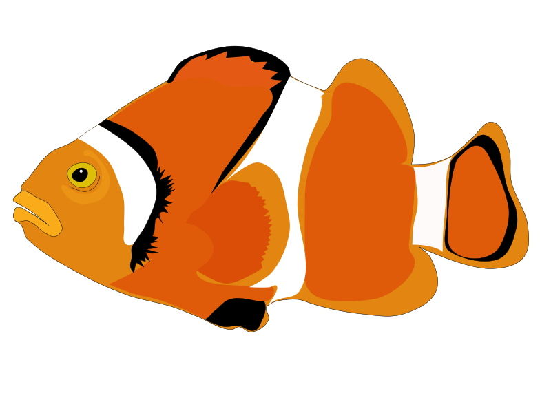 fish