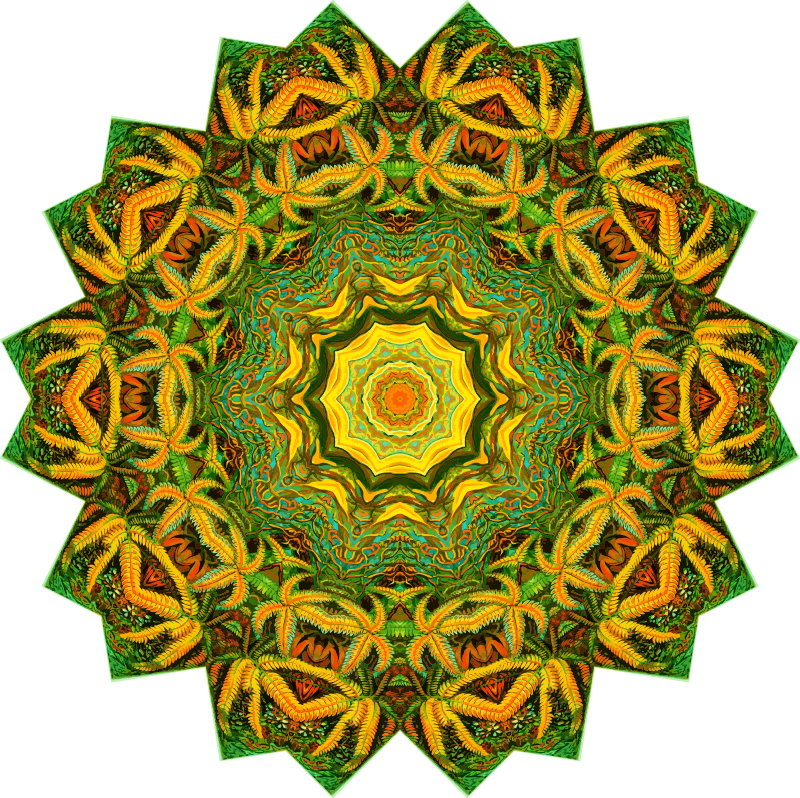 Filicinae 18