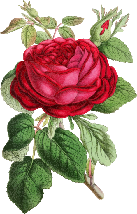 Vintage Rose Illustration