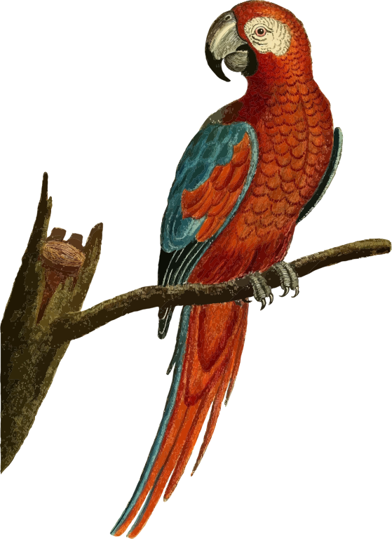 Vintage Deep Red Parrot Illustration